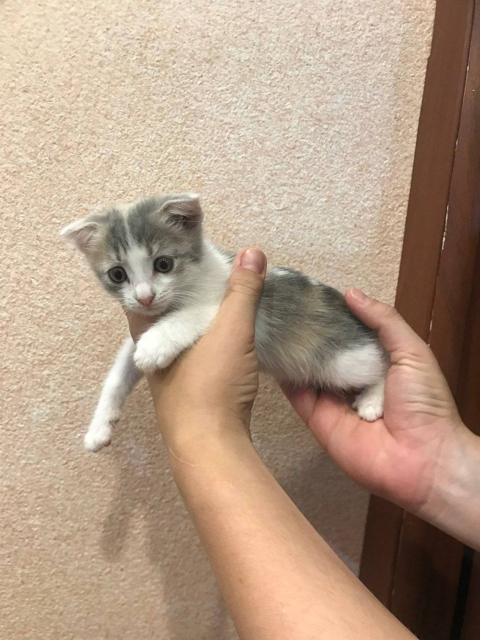 Котёнок вислоухий девочка