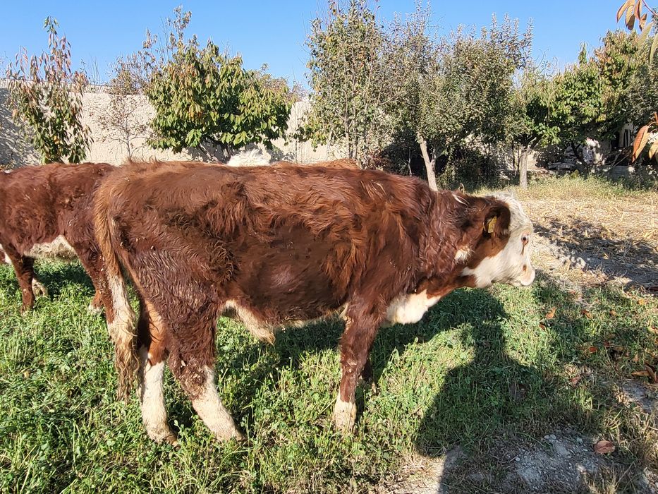 Гренфорд зоти тозаси