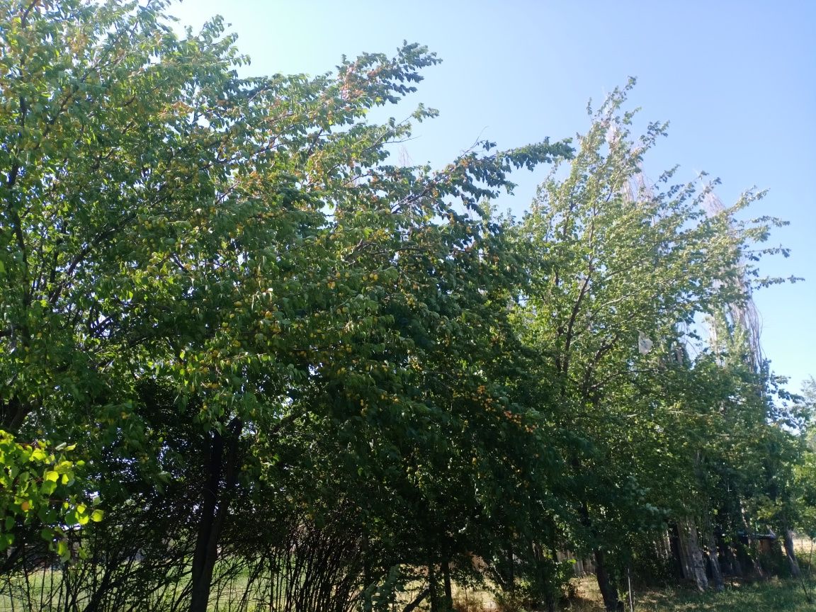 Өрік сатылады свежи