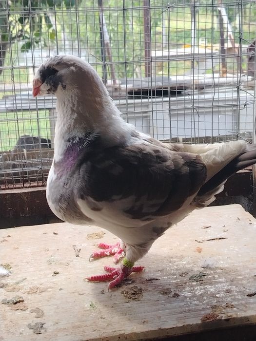 Porumbei Americani AGH disponibili perechi cît și separat