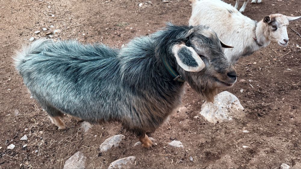 Теке, ешкі сатылады