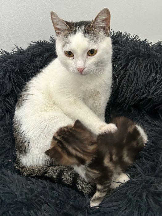 Отдам кошку и котенка в добрые руки