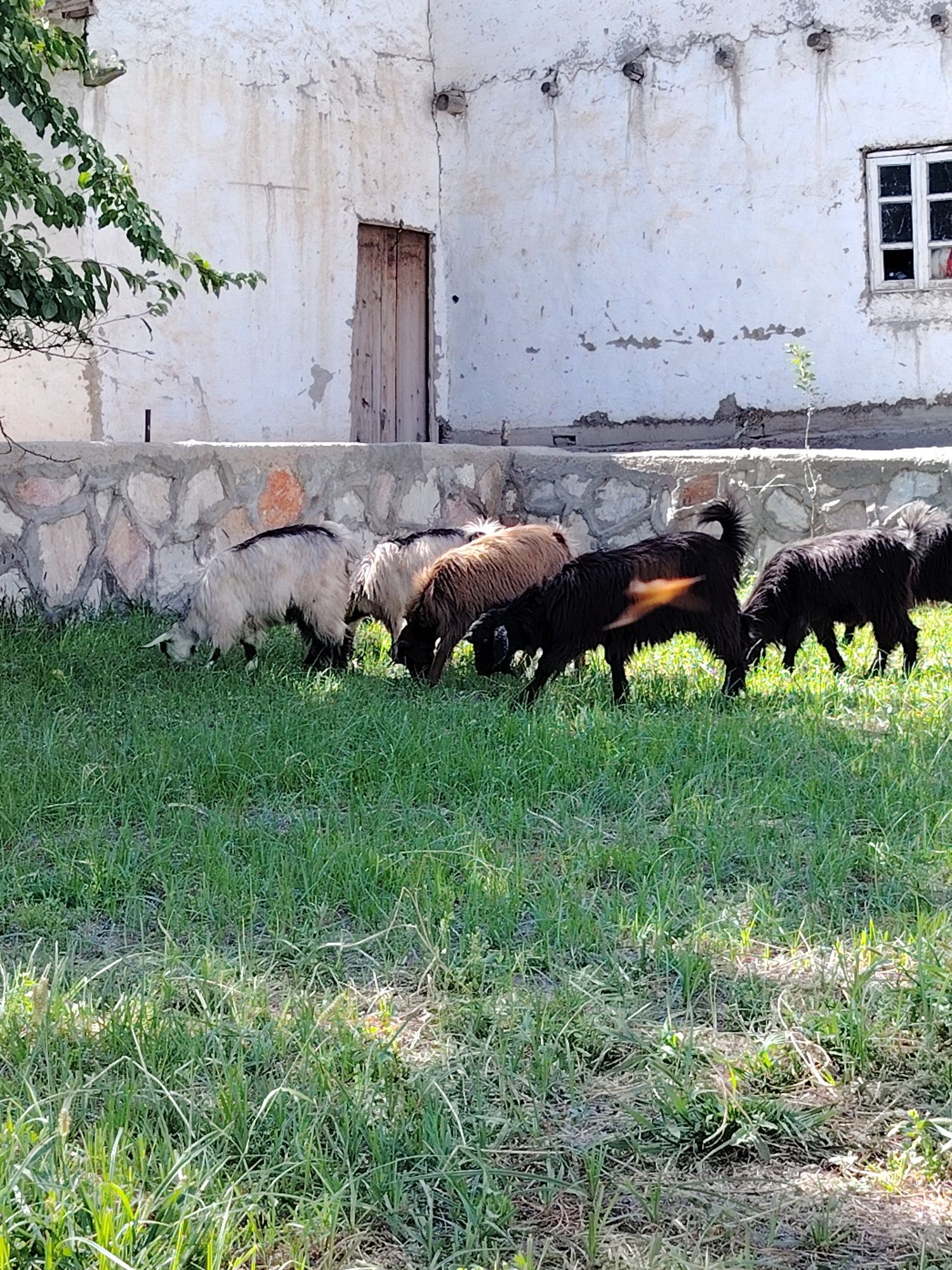 Semiz uloqlar sotiladi.