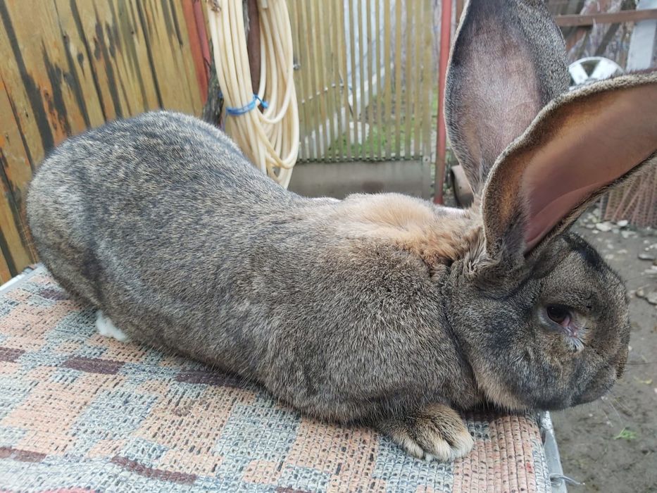 Vând iepuri Uriaș German