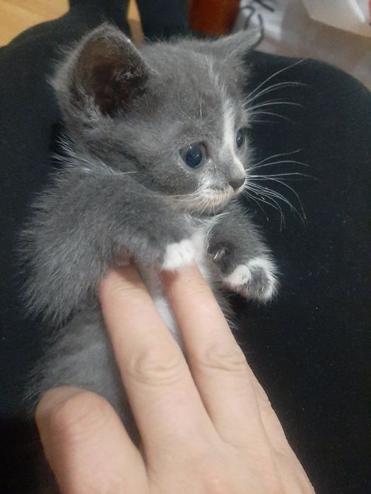 Отдам даром в добрые руки.