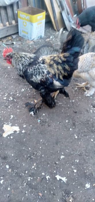 Петух Брама молодые