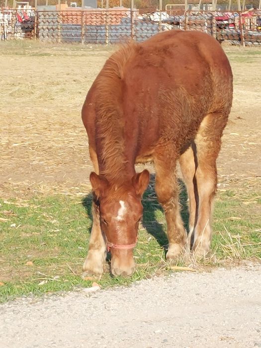 Vand manza de 5 luni.