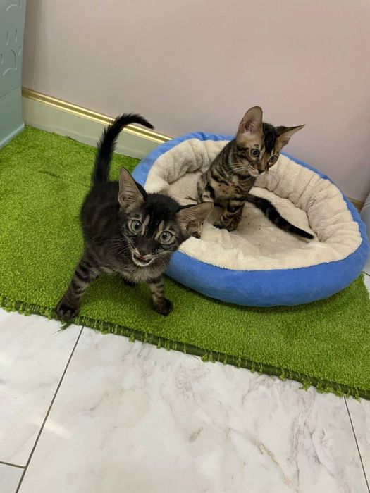 Бенгал зотли мушук боласи