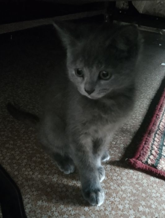 Кошка Шиншилла . 3.5 месяц