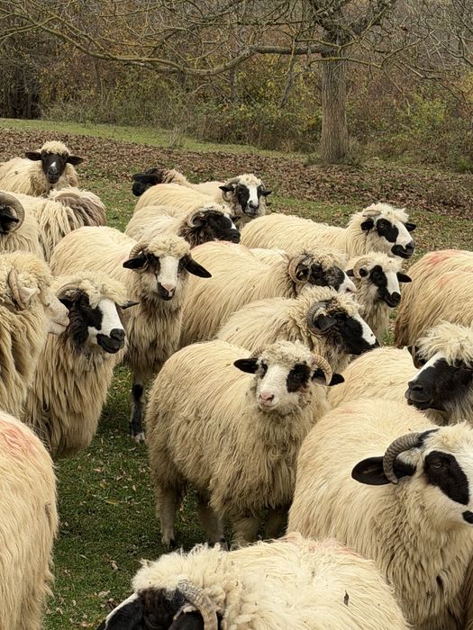 50 de oi cu mielute si un berbecut
