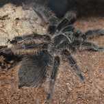 Vand tarantule vii și tablouri