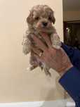 Maltipoo toy mascul