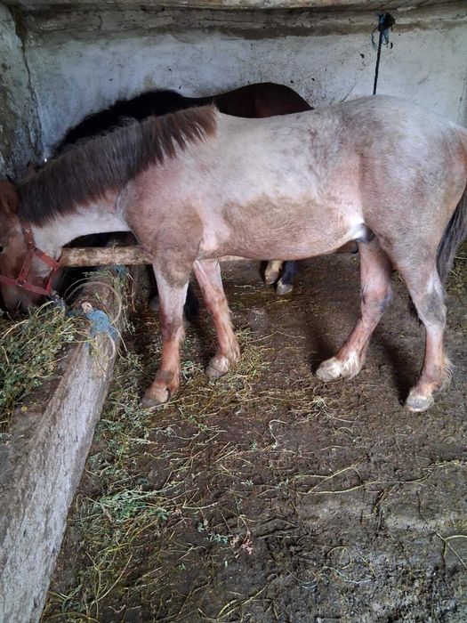 De vanzare 2 manz  10 luni are  9 luni negociabil