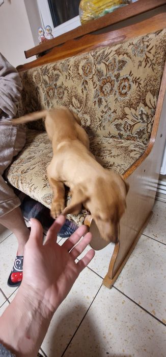 Teckel (fetiță ) păr scurt ,talie mică