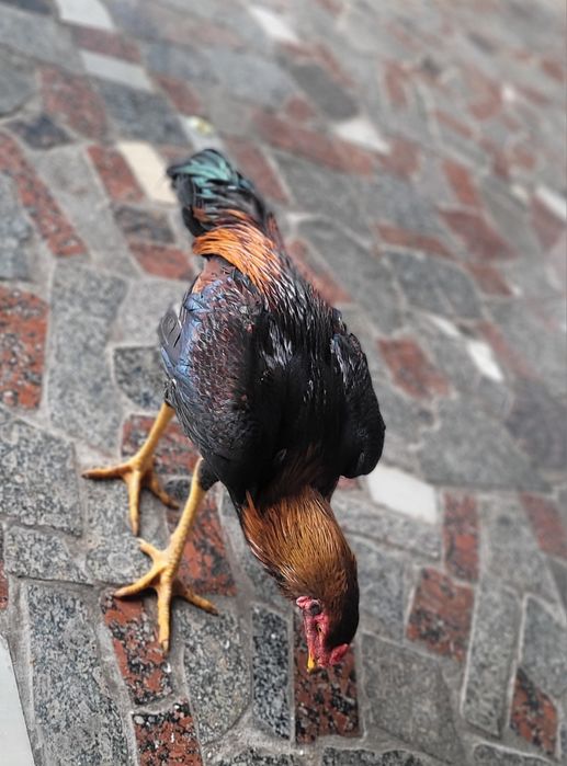 Dakan xoroz sotiladi