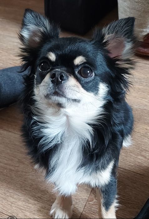 Вязка чихуахуа Д/Ш