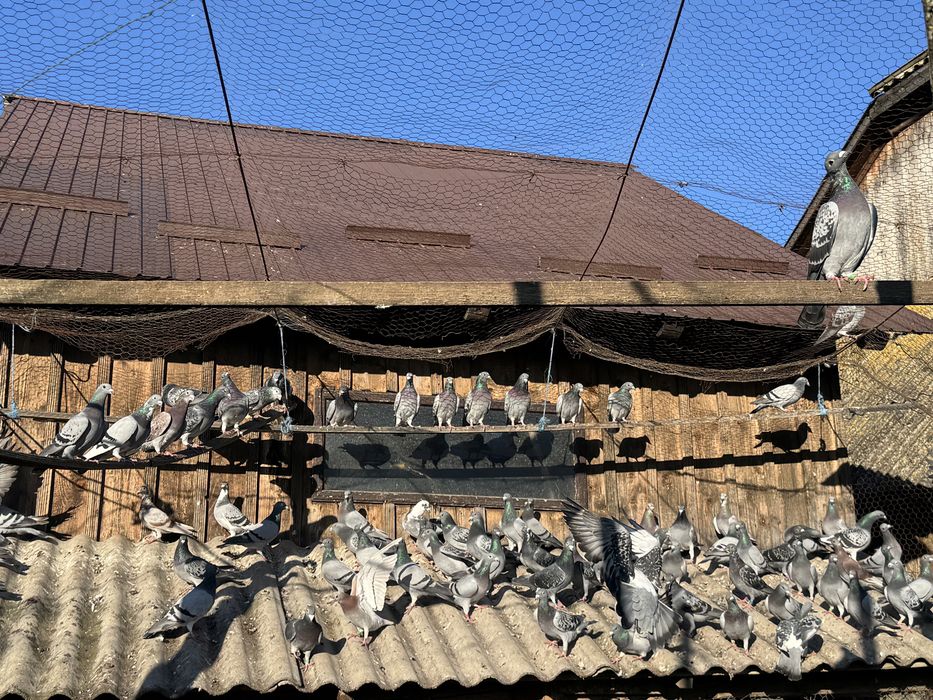 Porumbei la bucată și pereche