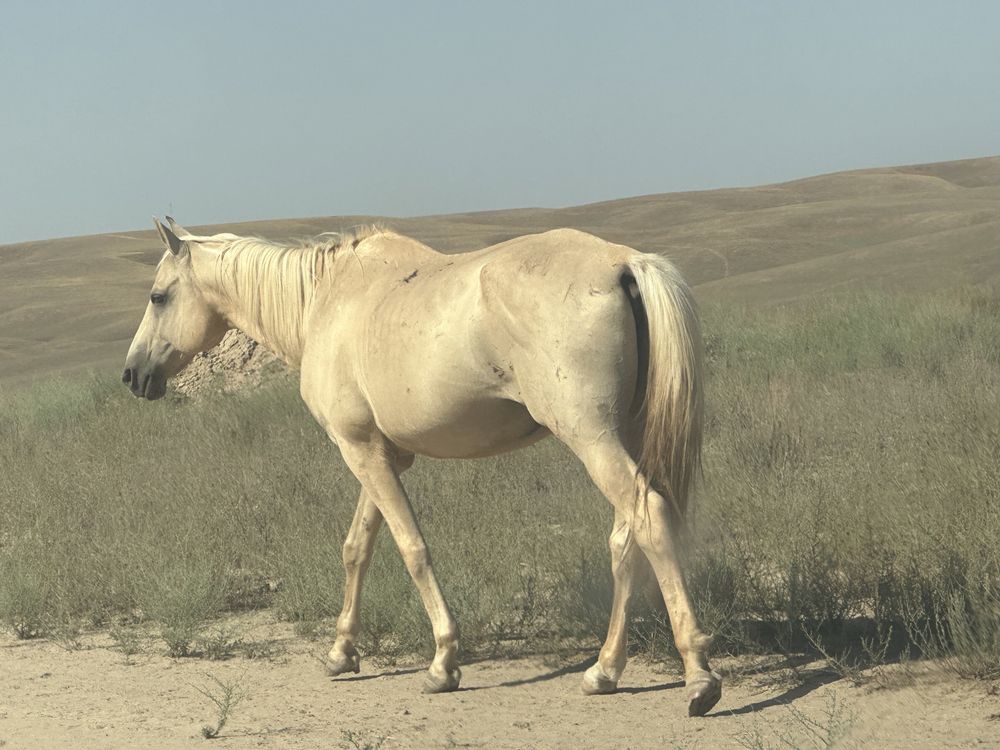 Айгыр , конь жеребец