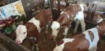 Vitei -Tauras-vitel-Baltata Românească de lapte