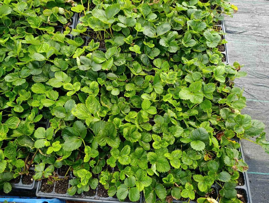 Ягоди Целогодишни и Сезонни