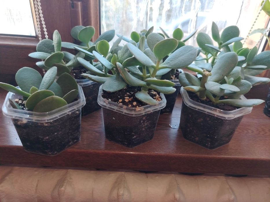 Толстянкс отростоктары