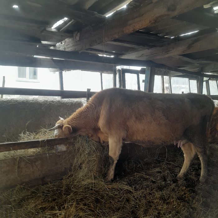 Продам корову...