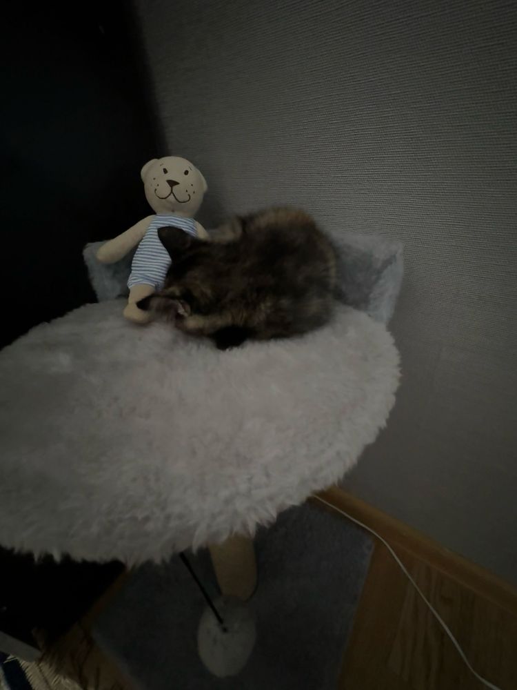 продам 3 месячного котенка