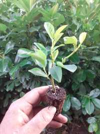 Laur englezesc - Prunus Laurocerasus Rotundifolia - rasad 10-15 cm