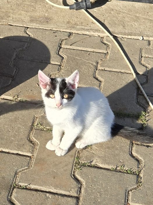 Pui de pisica ,4 fete și un băiat în vârstă de 3 luni