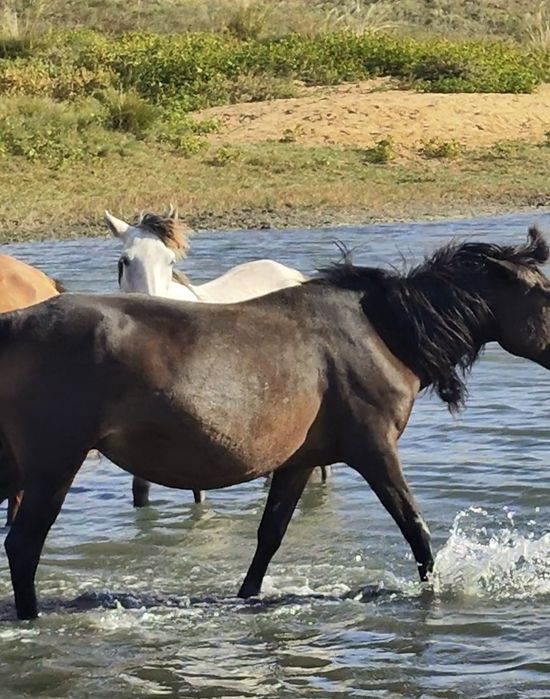 Бие сатылымда...