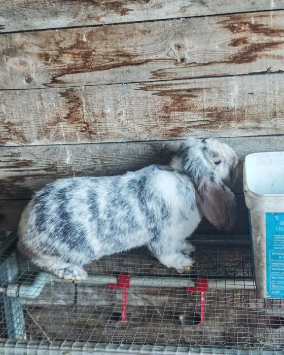 Френски качовати зайци