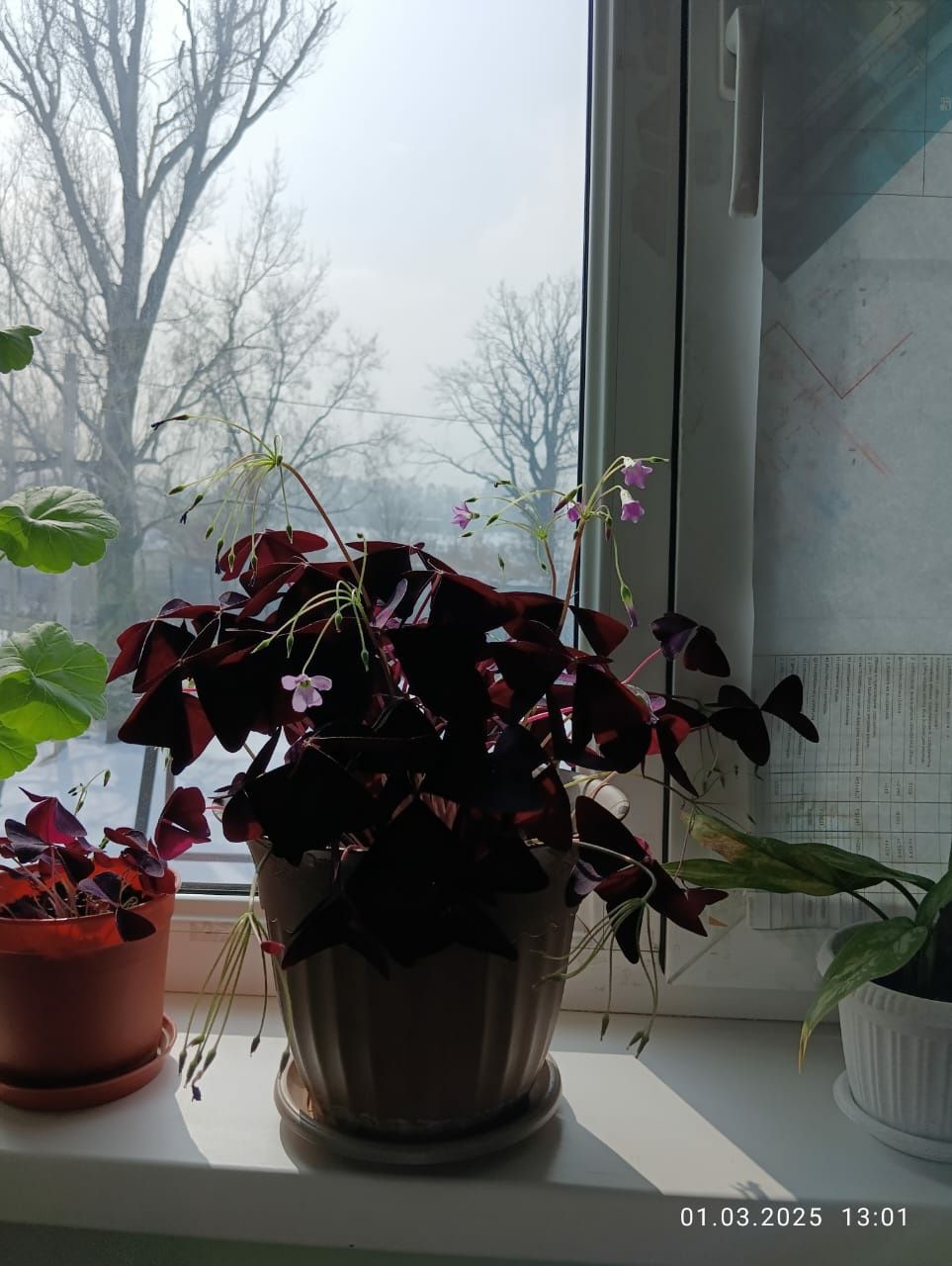 Продам комнатную  кислицу