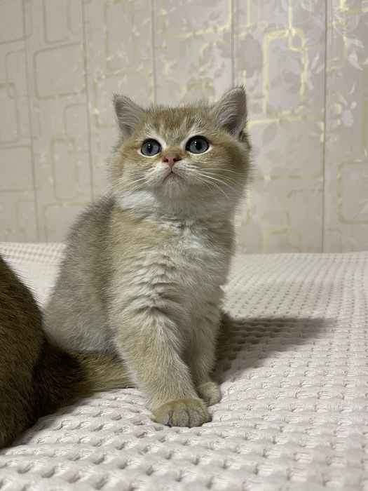 Британка (золотая шиншилла)