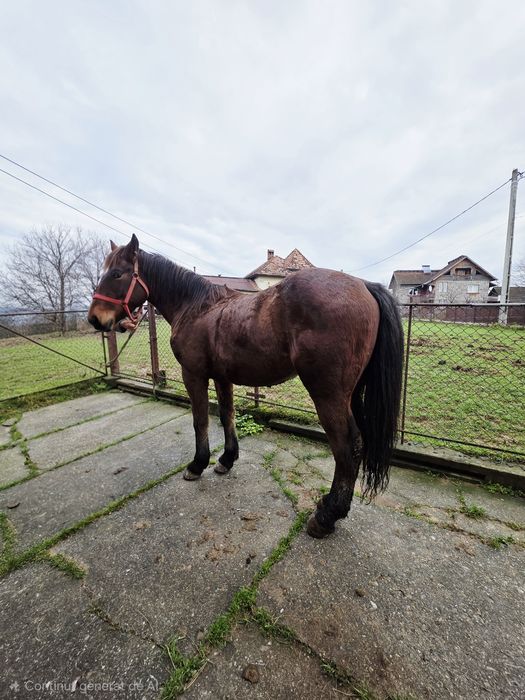 Cal de vânzare, vârstă 2 ani și 6 luni