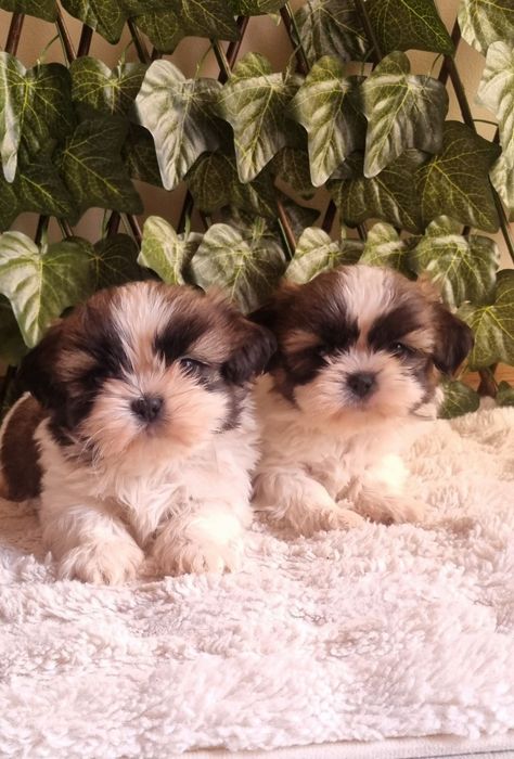 Ши Тцу Shih Tzuu