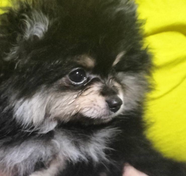 Шпиц миник девочка