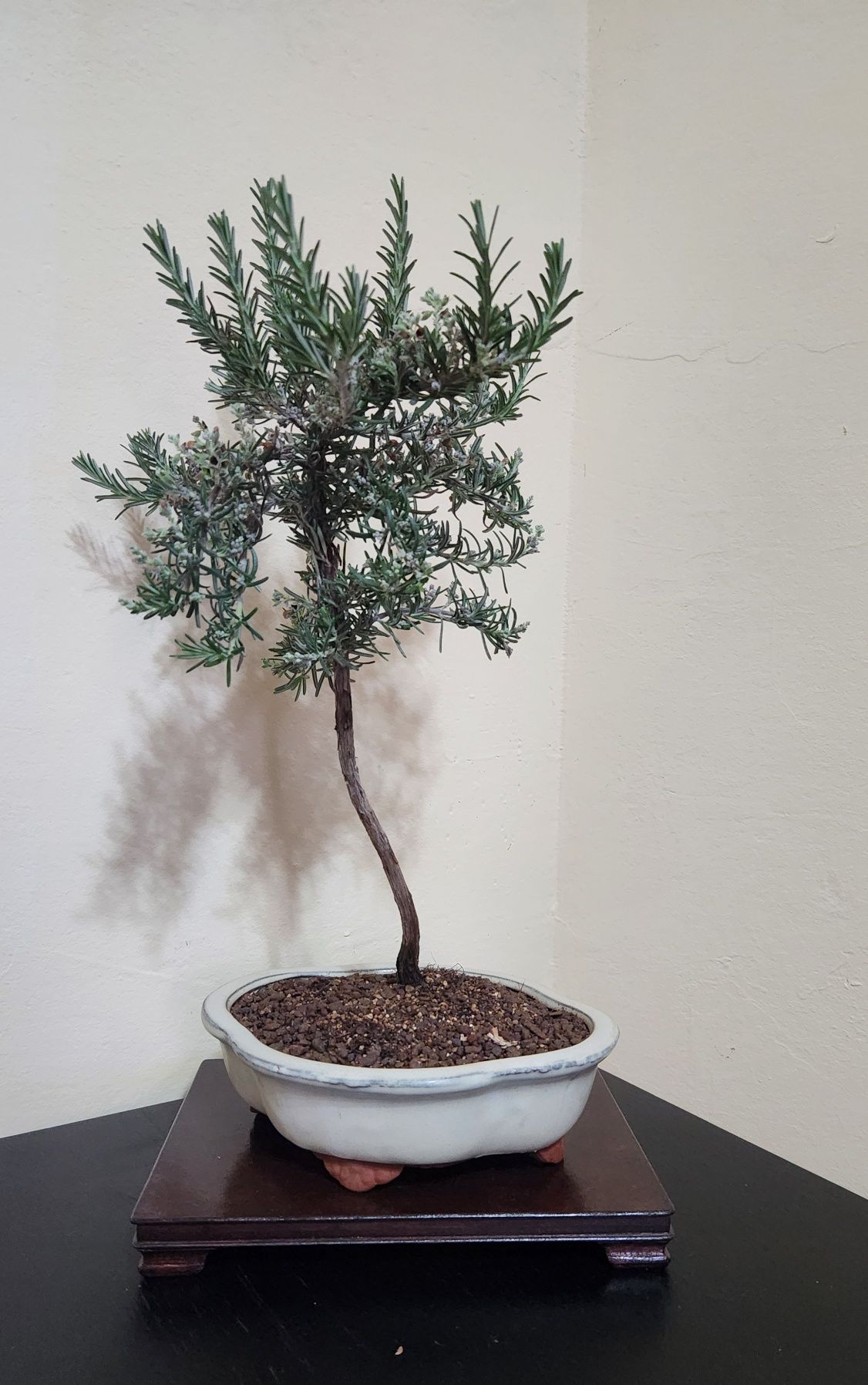 Bonsai Rozmarin în vas ceramic