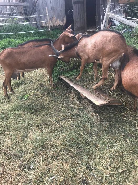 De vânzare lot capre