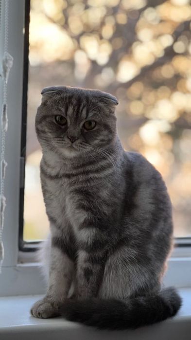 Отдам в хорошие руки бесплатно, 1,5 года