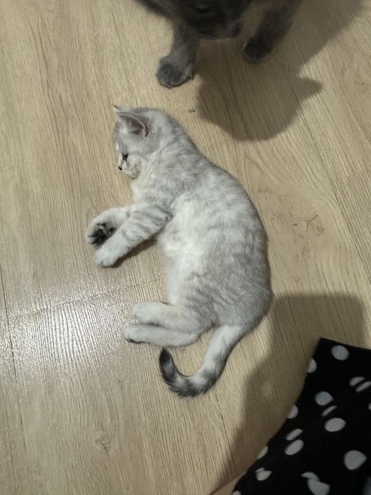 Продаю котенка британская шиншилла