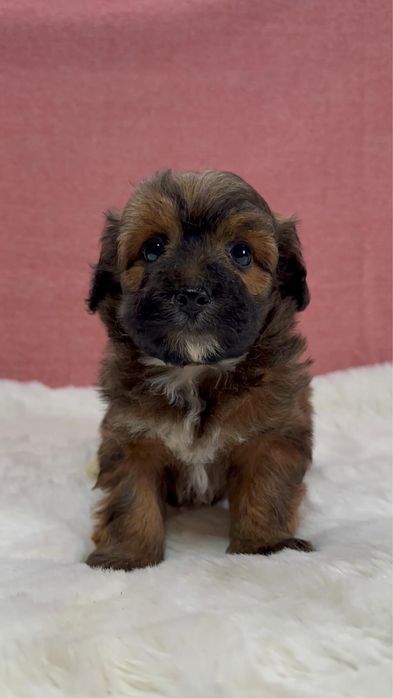 Băiețel maltipoo phantom toy