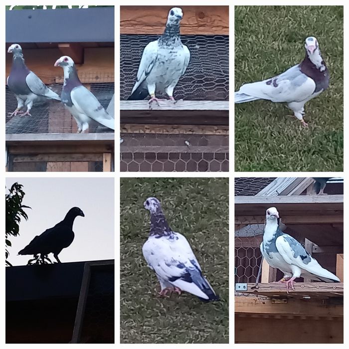 Porumbei Dragon și stil vechi.