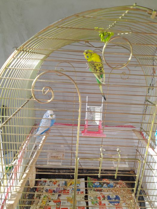 Vând copie de peruşi