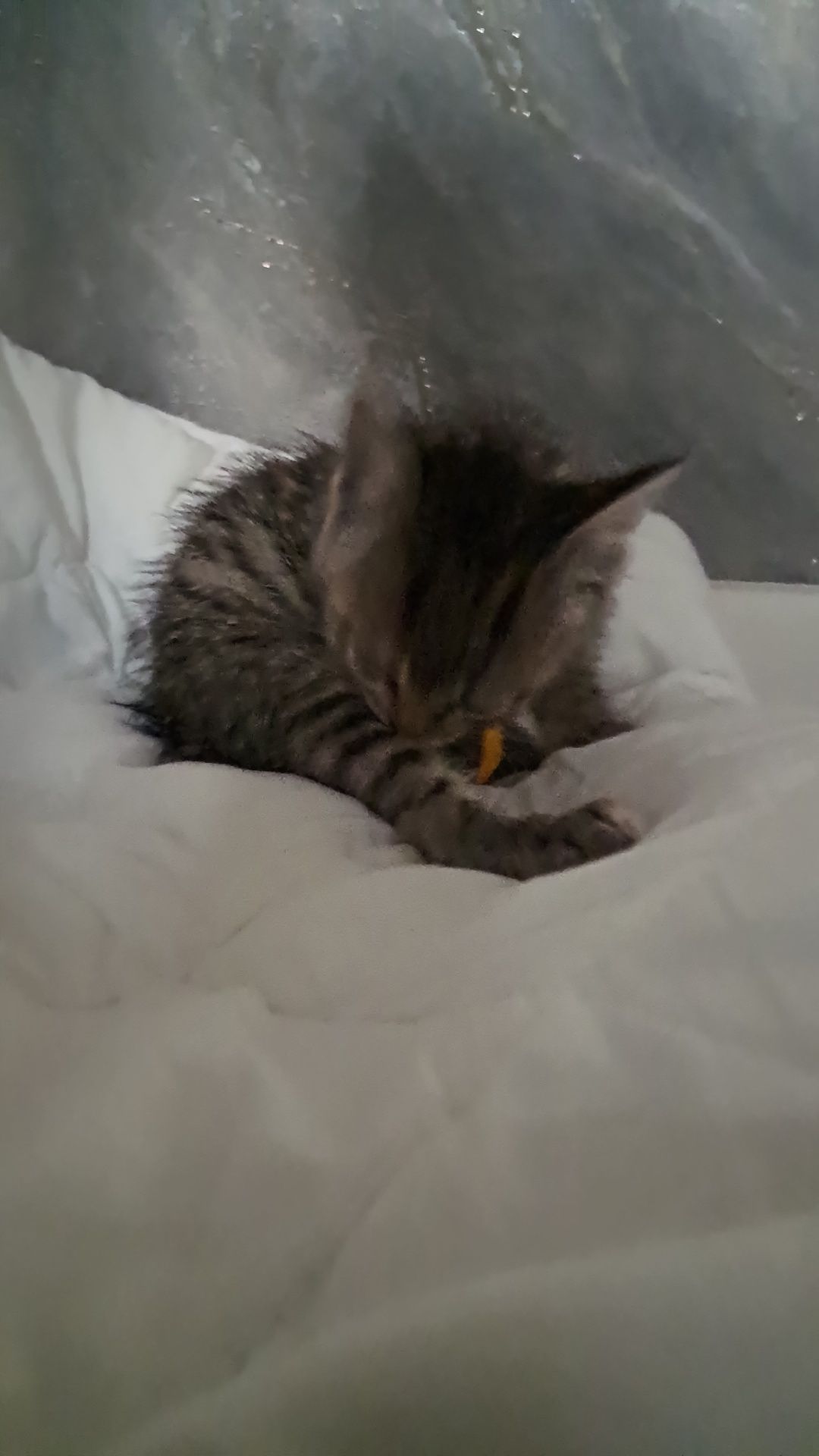 Котёнок девочка бесплатно в добрые руки