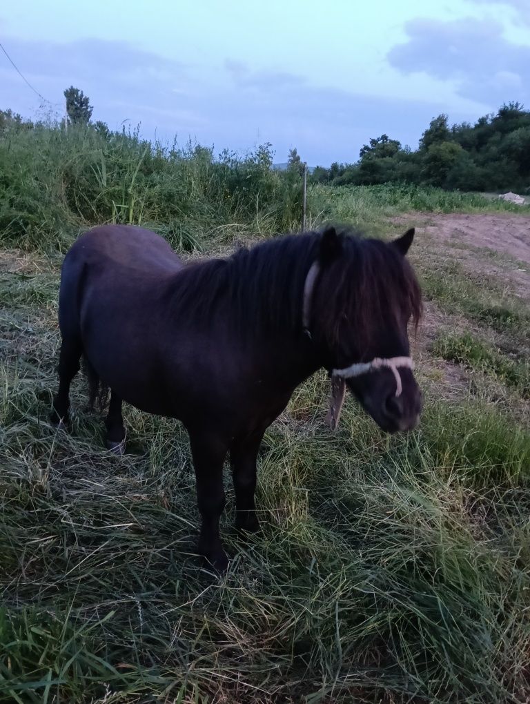 Vând ponei talie mica