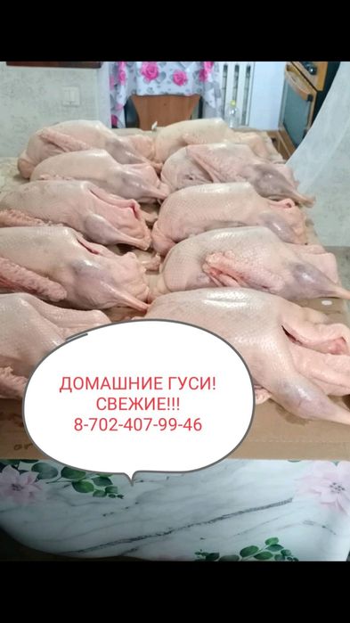 Продам тушки домашних гусей. Гуся. Гусь. Гуси.