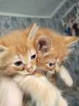 Рыжие котята девочки ищут дом