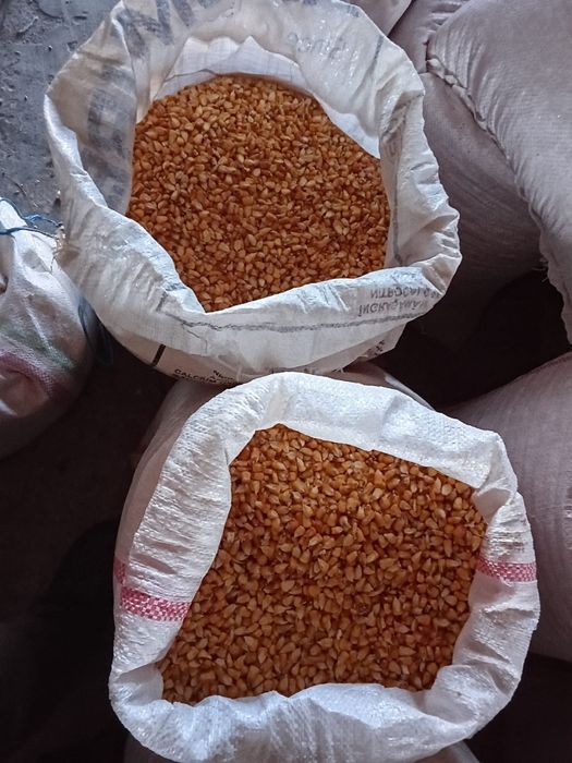 Vând  porumb boabe 2024