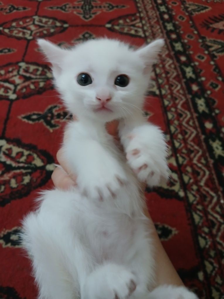 Мушук боллари котята