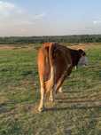 Vaca baltata romaneasca